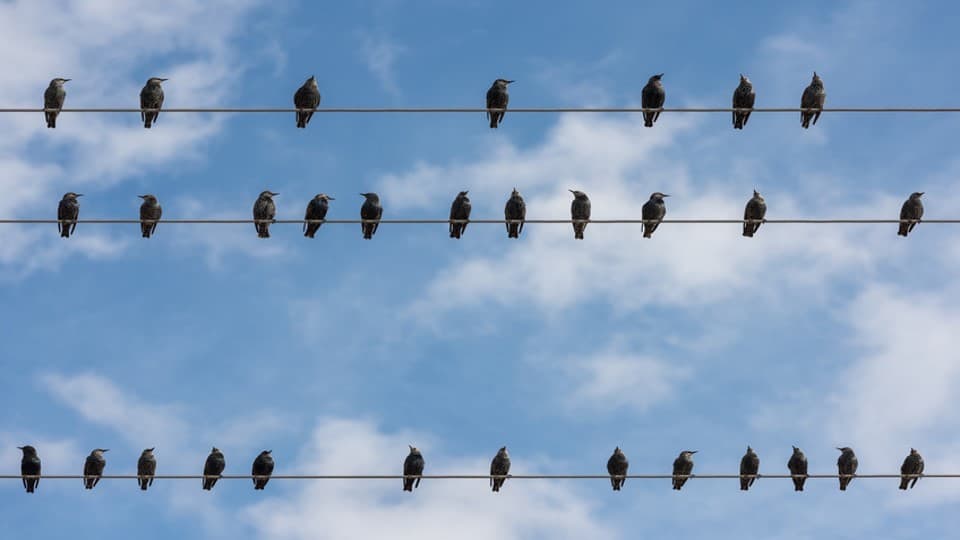 birds on 2 wires against a blue sky with misty white clouds
